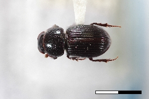  (Stenotothorax cribratulus - USNM ENT 02004738)  @11 [ ] Unspecified (default): All Rights Reserved  Unspecified Unspecified