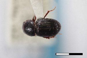  ( - USNM ENT 02004741)  @11 [ ] Unspecified (default): All Rights Reserved  Unspecified Unspecified