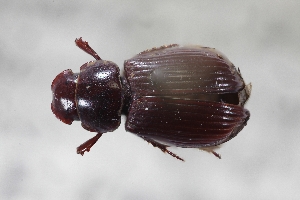  ( - USNM ENT 02004742)  @11 [ ] Unspecified (default): All Rights Reserved  Unspecified Unspecified