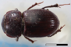  (Stenotothorax lanei - USNM ENT 02004747)  @11 [ ] Unspecified (default): All Rights Reserved  Unspecified Unspecified