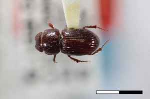  ( - USNM ENT 02004748)  @11 [ ] Unspecified (default): All Rights Reserved  Unspecified Unspecified