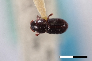  (Stenotothorax micellus - USNM ENT 02004749)  @11 [ ] Unspecified (default): All Rights Reserved  Unspecified Unspecified