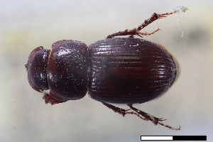  (Stenotothorax niviviator - USNM ENT 02004750)  @11 [ ] Unspecified (default): All Rights Reserved  Unspecified Unspecified