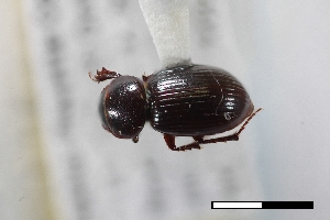  ( - USNM ENT 02004751)  @11 [ ] Unspecified (default): All Rights Reserved  Unspecified Unspecified