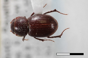  (Stenotothorax smilodon - USNM ENT 02004753)  @11 [ ] Unspecified (default): All Rights Reserved  Unspecified Unspecified