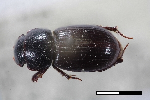  (Stenotothorax washucna - USNM ENT 02004757)  @11 [ ] Unspecified (default): All Rights Reserved  Unspecified Unspecified