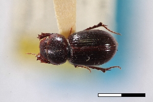  (Stenotothorax winnemucca - USNM ENT 02004758)  @11 [ ] Unspecified (default): All Rights Reserved  Unspecified Unspecified