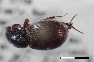  (Stenotothorax wintoni - USNM ENT 02004762)  @11 [ ] Unspecified (default): All Rights Reserved  Unspecified Unspecified