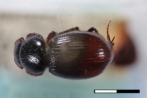  (Stenotothorax woodleyi - USNM ENT 02004764)  @11 [ ] Unspecified (default): All Rights Reserved  Unspecified Unspecified