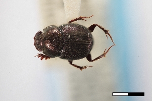  (Onthophagus subaenus - USNM ENT 02004863)  @11 [ ] Unspecified (default): All Rights Reserved  Unspecified Unspecified