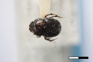  ( - USNM ENT 02004864)  @11 [ ] Unspecified (default): All Rights Reserved  Unspecified Unspecified