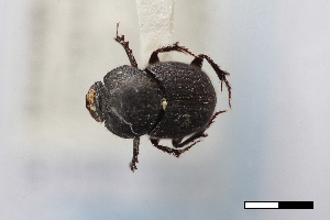  (Onthophagus subopacus - USNM ENT 02004865)  @11 [ ] Unspecified (default): All Rights Reserved  Unspecified Unspecified