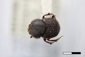  ( - USNM ENT 02004866)  @11 [ ] Unspecified (default): All Rights Reserved  Unspecified Unspecified