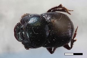  ( - USNM ENT 02004867)  @11 [ ] Unspecified (default): All Rights Reserved  Unspecified Unspecified