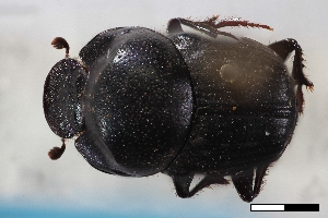  ( - USNM ENT 02004868)  @11 [ ] Unspecified (default): All Rights Reserved  Unspecified Unspecified