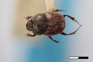  (Onthophagus sugillatus - USNM ENT 02004869)  @11 [ ] Unspecified (default): All Rights Reserved  Unspecified Unspecified