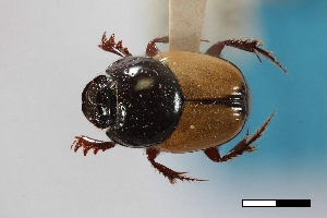  (Onthophagus trituber - USNM ENT 02004870)  @11 [ ] Unspecified (default): All Rights Reserved  Unspecified Unspecified
