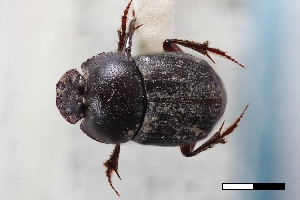  ( - USNM ENT 02004874)  @11 [ ] Unspecified (default): All Rights Reserved  Unspecified Unspecified