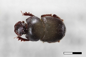  ( - USNM ENT 02004875)  @11 [ ] Unspecified (default): All Rights Reserved  Unspecified Unspecified