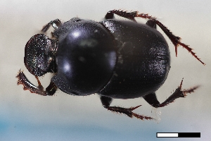  (Onthophagus vespertilio - USNM ENT 02004876)  @11 [ ] Unspecified (default): All Rights Reserved  Unspecified Unspecified