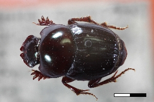  (Onthophagus villanuevai - USNM ENT 02004877)  @11 [ ] Unspecified (default): All Rights Reserved  Unspecified Unspecified