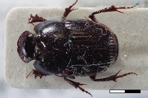  (Onthophagus vinctoides - USNM ENT 02004878)  @11 [ ] Unspecified (default): All Rights Reserved  Unspecified Unspecified