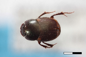  (Onthophagus vinctus - USNM ENT 02004879)  @11 [ ] Unspecified (default): All Rights Reserved  Unspecified Unspecified