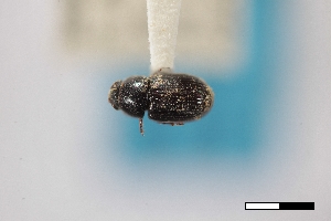  ( - USNM ENT 02004906)  @11 [ ] Unspecified (default): All Rights Reserved  Unspecified Unspecified