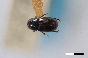  ( - USNM ENT 02004907)  @11 [ ] Unspecified (default): All Rights Reserved  Unspecified Unspecified