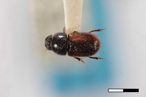  ( - USNM ENT 02004914)  @11 [ ] Unspecified (default): All Rights Reserved  Unspecified Unspecified