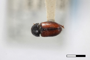  ( - USNM ENT 02004915)  @11 [ ] Unspecified (default): All Rights Reserved  Unspecified Unspecified