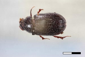  ( - USNM ENT 02004916)  @11 [ ] Unspecified (default): All Rights Reserved  Unspecified Unspecified