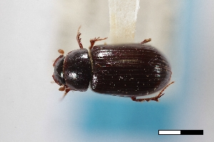  ( - USNM ENT 02004917)  @11 [ ] Unspecified (default): All Rights Reserved  Unspecified Unspecified