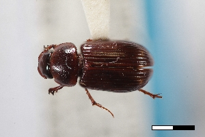  (Pseudagolius warneri - USNM ENT 02004918)  @11 [ ] Unspecified (default): All Rights Reserved  Unspecified Unspecified