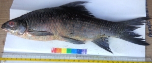  ( - AMD45)  @12 [ ] Copyright (2014) Dr. G.D Khedkar PAULHEBERT CENTER FOR DNA BARCODIND AND BIODIVERSITY STUDIES