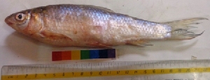  ( - ATK20)  @11 [ ] Copyright (2014) PHCDBS Paul Hebert Centre For DNA Barcoding And Biodiversity Studies