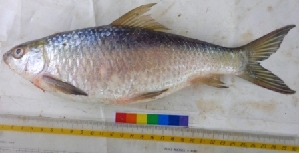  ( - NDK26)  @12 [ ] Copyright (2014) PHCDBS Paul Hebert Centre For DNA Barcoding And Biodiversity Studies