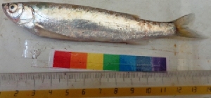  ( - VIJ13)  @12 [ ] Copyright (2014) PHCDBS Paul Hebert Centre For DNA Barcoding And Biodiversity Studies