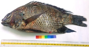  ( - GNT15)  @11 [ ] Copyright (2014) PHCDBS Paul Hebert Centre For DNA Barcoding And Biodiversity Studies