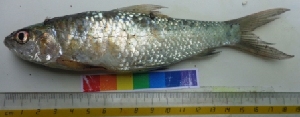  ( - GALG14)  @11 [ ] Copyright (2014) PHCDBS PAULHEBERT CENTER FOR DNA BARCODIND AND BIODIVERSITY STUDIES