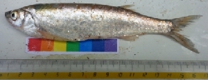  ( - GALG2)  @11 [ ] Copyright (2014) PHCDBS PAULHEBERT CENTER FOR DNA BARCODIND AND BIODIVERSITY STUDIES