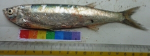  ( - GALG9)  @11 [ ] Copyright (2014) PHCDBS PAULHEBERT CENTER FOR DNA BARCODIND AND BIODIVERSITY STUDIES