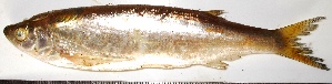  ( - GLG29)  @11 [ ] Copyright (2015) Dr.G.D. Khedkar PAUL HEBERT CENTRE FOR DNA BARCODING AND BIODIVERSITY STUDIES