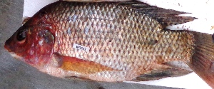  ( - KFLD38:222)  @11 [ ] Copyright (2017) Dr. G.D Khedkar PAUL HEBERTCENTRE FOR DNA BARCODING BIODIVERSITY STUDIES