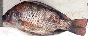  ( - KFLD40:224)  @11 [ ] Copyright (2017) Dr. G.D Khedkar PAUL HEBERTCENTRE FOR DNA BARCODING BIODIVERSITY STUDIES