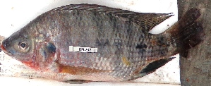  ( - KFLD48:237)  @11 [ ] Copyright (2017) Dr. G.D Khedkar PAUL HEBERTCENTRE FOR DNA BARCODING BIODIVERSITY STUDIES