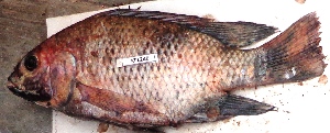  ( - KFLD51:240)  @11 [ ] Copyright (2017) Dr. G.D Khedkar PAUL HEBERTCENTRE FOR DNA BARCODING BIODIVERSITY STUDIES