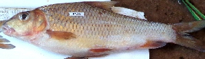  ( - KFLK37)  @11 [ ] Copyright (2022) Dr. G.D Khedkar PAUL HEBERTCENTRE FOR DNA BARCODING BIODIVERSITY STUDIES