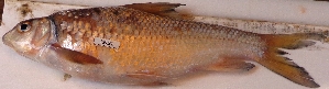  ( - KFLK39)  @11 [ ] Copyright (2024) Dr. G.D Khedkar PAUL HEBERTCENTRE FOR DNA BARCODING BIODIVERSITY STUDIES