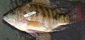  ( - KFLN14:237)  @11 [ ] Copyright (2055) Dr. G.D Khedkar PAUL HEBERTCENTRE FOR DNA BARCODING BIODIVERSITY STUDIES